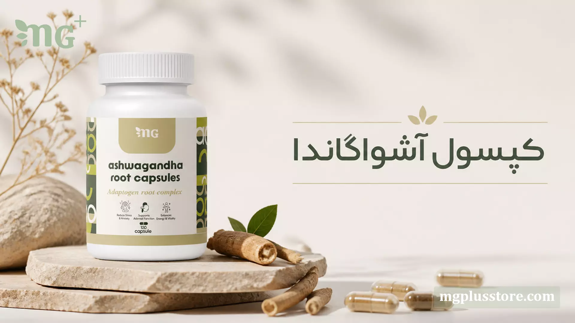 قوطی کپسول آشواگاندا 120 عددی ام جی پلاس برگرفته از ریشه خالص گیاه آشواگاندا برای کاهش استرس و افزایش انرژی در کنار ریشه طبیعی و کپسولها