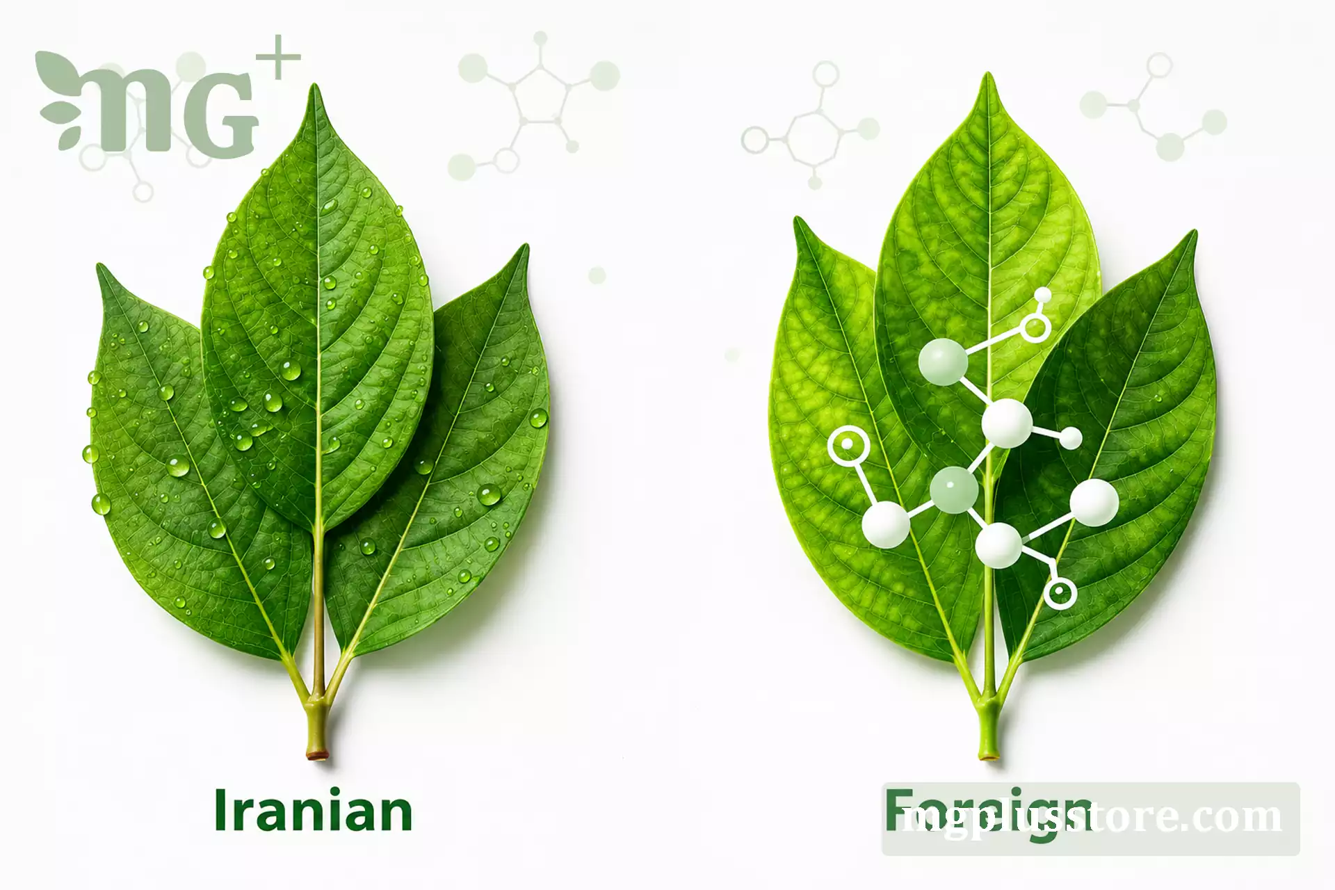 مقایسه کلروفیل خارجی و ایرانی؛ راهنمای انتخاب بهترین مکمل کلروفیل